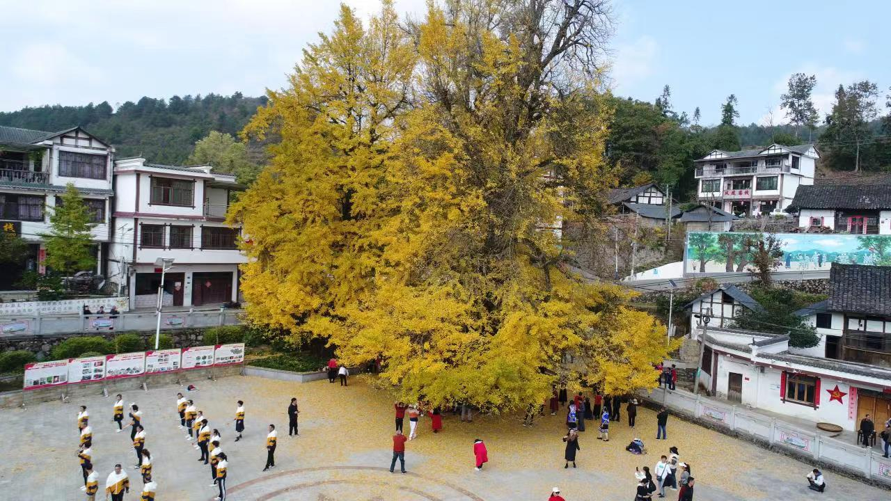 六屯镇大木村杏树1.jpg