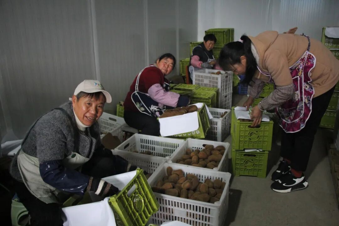 边卖果子边管园子 修文猕猴桃园区冬闲人不闲